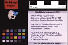 Foto (Objekt + Etiketten) von Gastrodorus neuhausense (Von Meyer, 1864) (NHMW-GEO-1990-0041-0100)